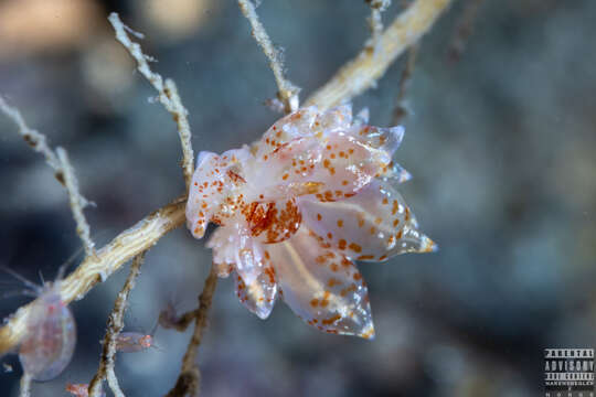 Sivun Amphorina pallida (Alder & Hancock 1842) kuva