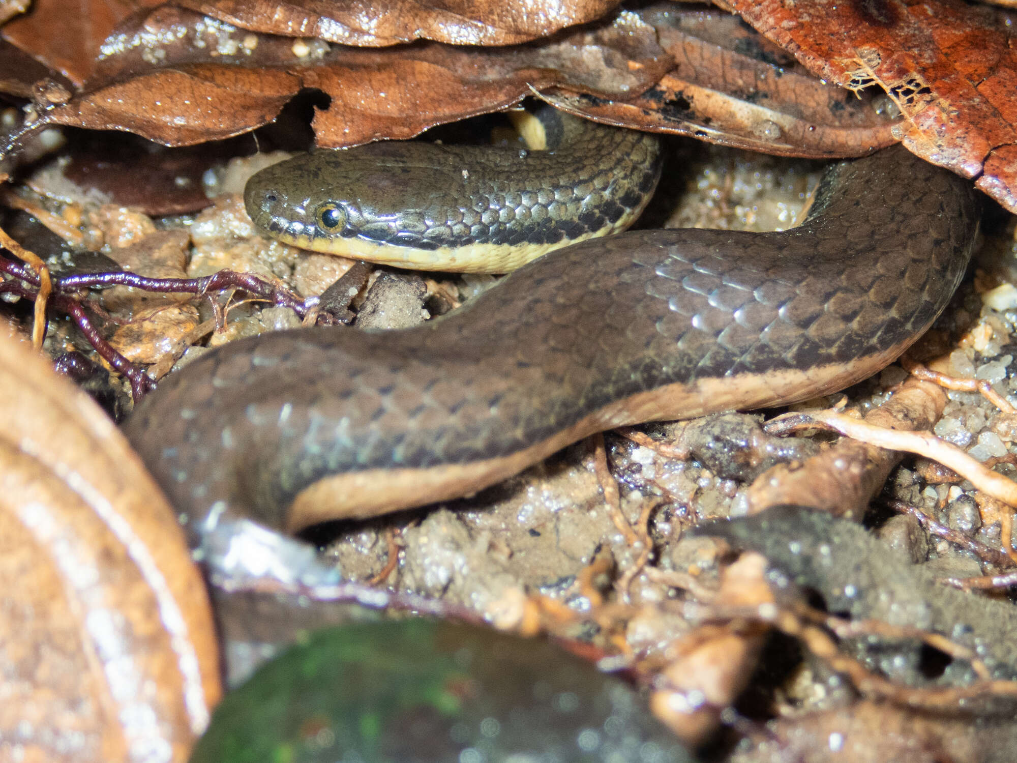 Image of Tonkin Mountain Keelback