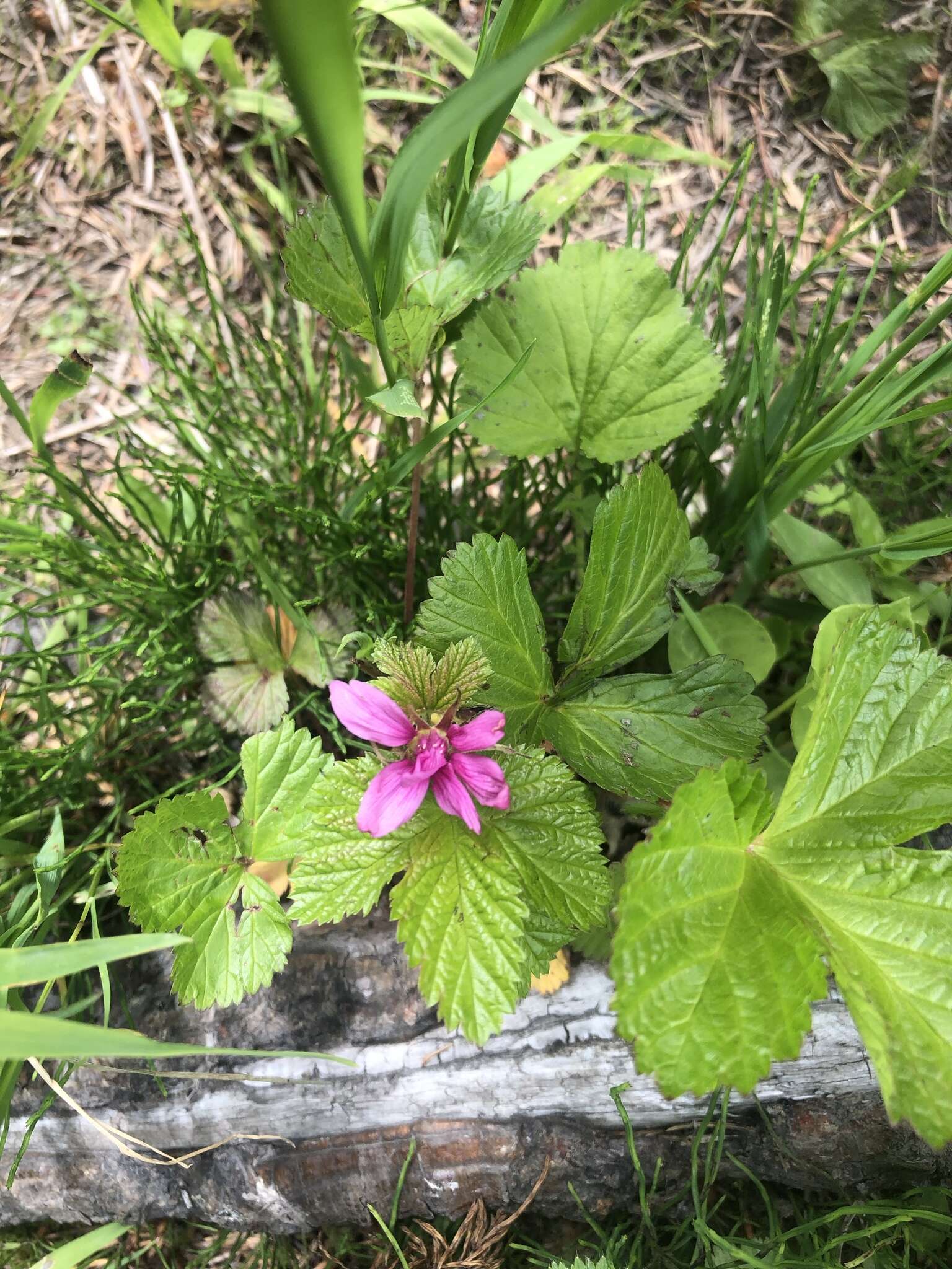 Image de Rubus arcticus subsp. acaulis (Michx.) Focke