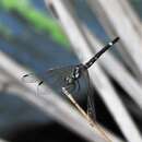 Tetrathemis irregularis cladophila resmi