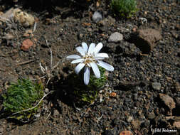 Image of Perezia pilifera (D. Don) Hook. & Arn.