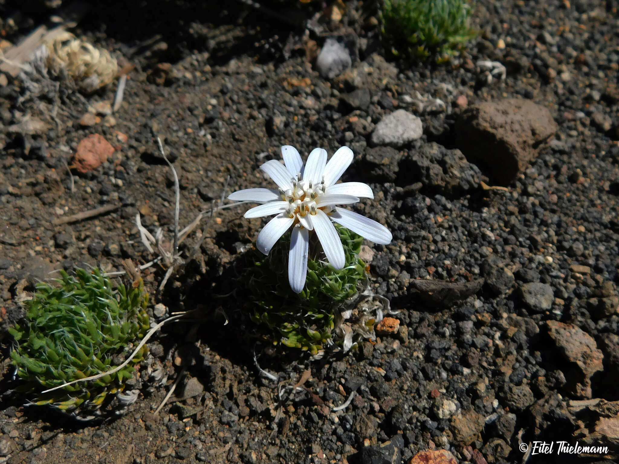 Image of Perezia pilifera (D. Don) Hook. & Arn.