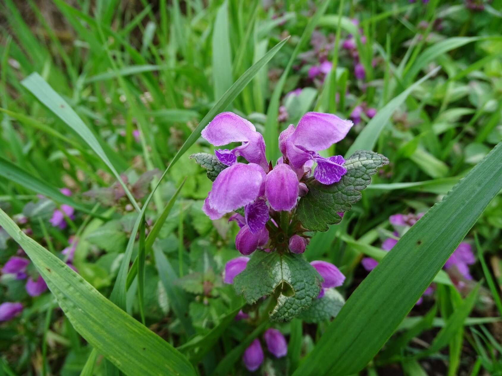 Image of spotted dead-nettle