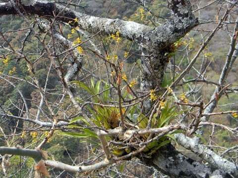 Image of Oncidium reflexum Lindl.