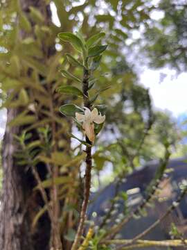 Image of Dendrobium ellipsophyllum Tang & F. T. Wang