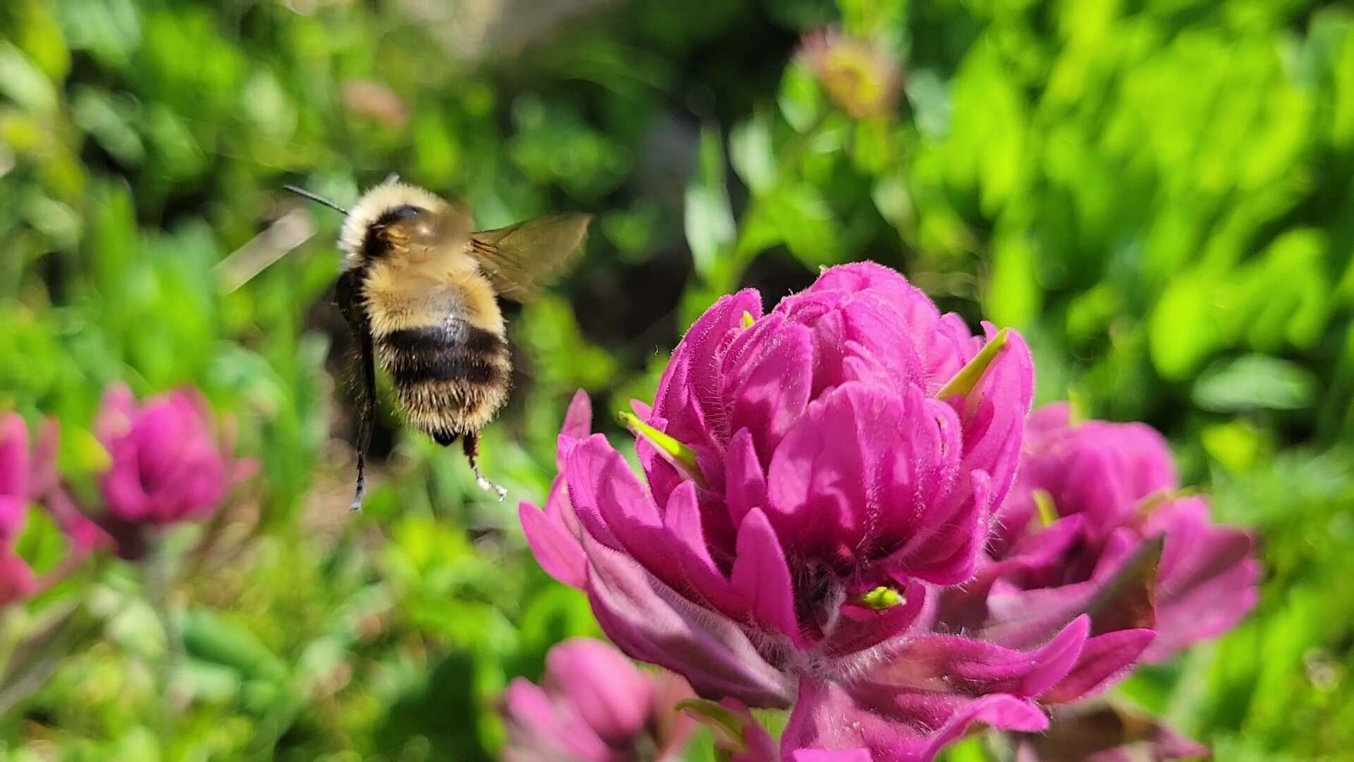 Image of Bombus kirbiellus Curtis 1835