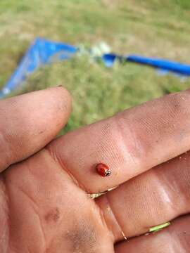 Image of Western Blood-Red Lady Beetle