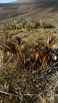 Image of Aciphylla traillii T. Kirk