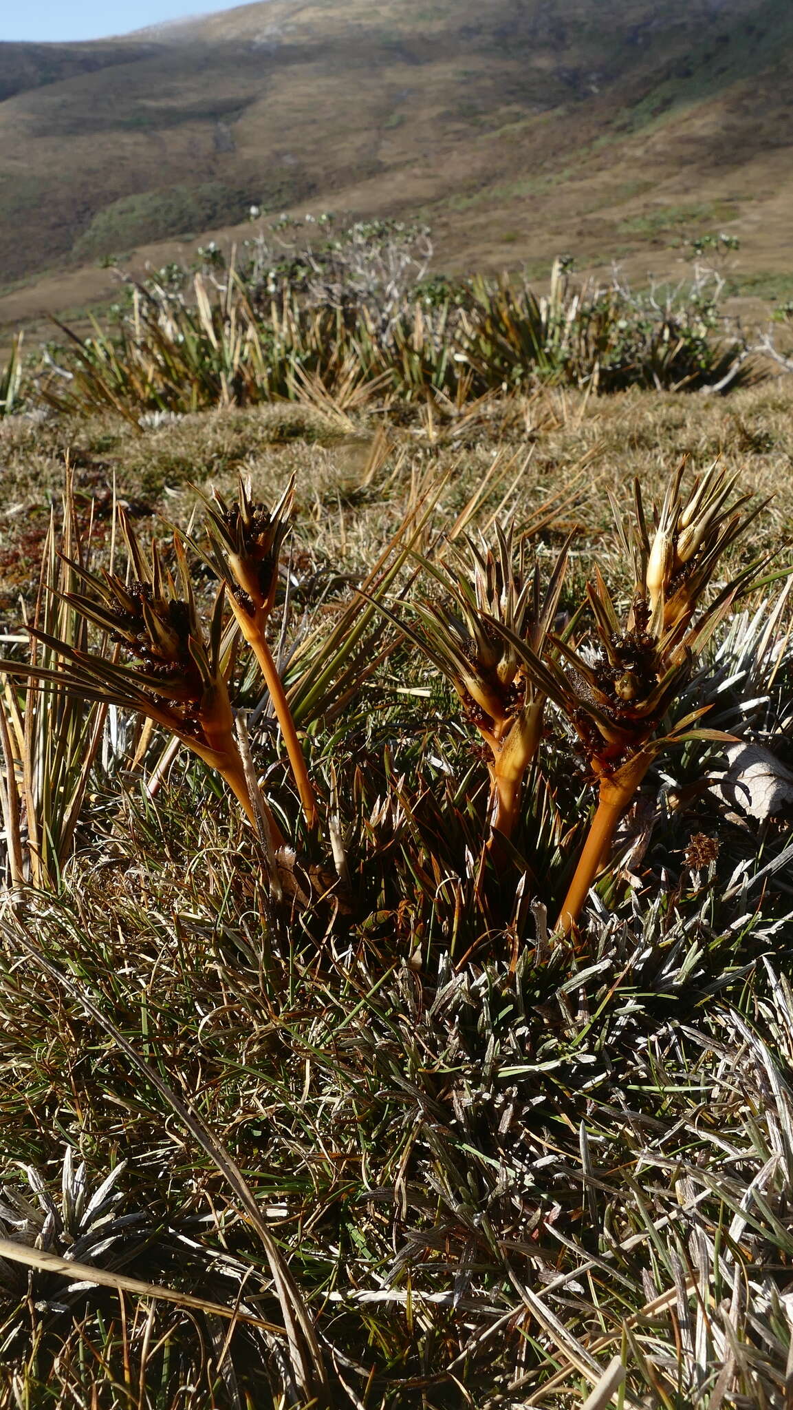 Image de Aciphylla traillii var. cartilaginea (Petrie) Cheesem.