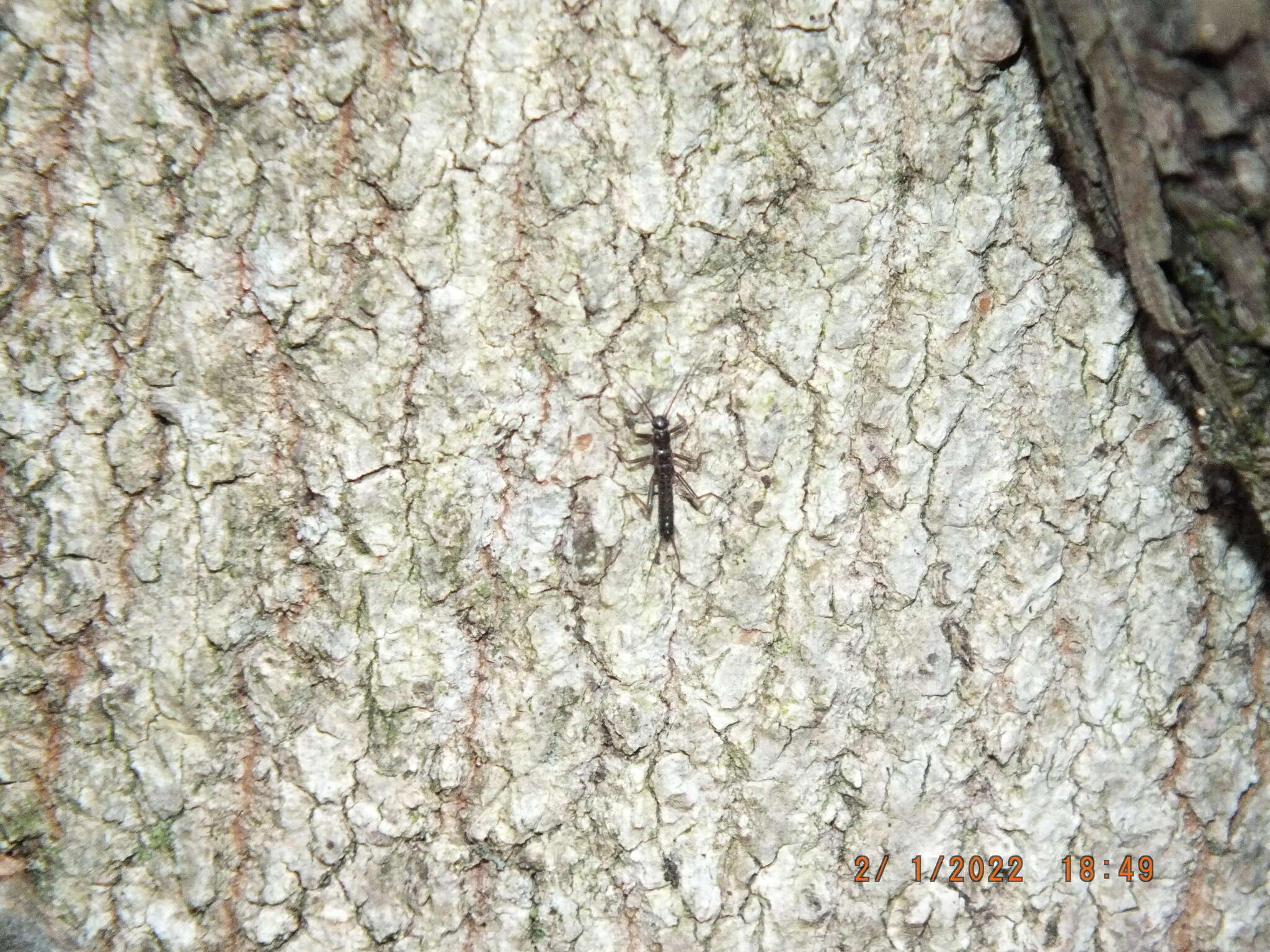 Image of Allocapnia vivipara (Claassen 1924)