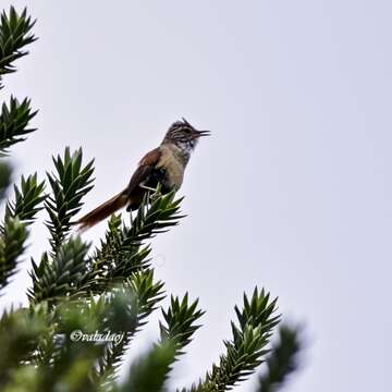 Image of Araucaria Tit-Spinetail