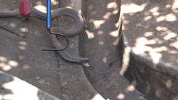 Image of Snouted cobra