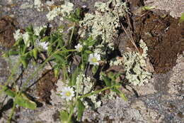 Image of Cerastium nemorale M. Bieb.