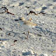 Image of Snowy Plover