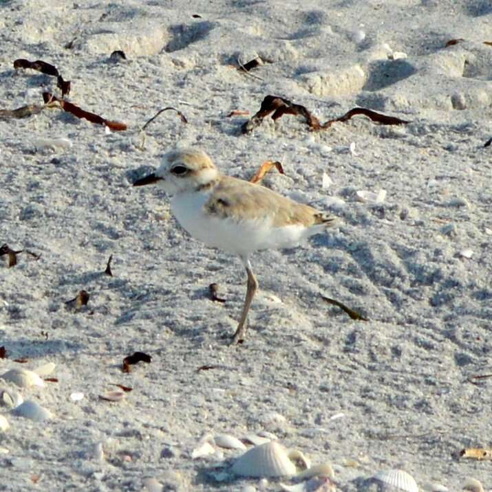 Image of Snowy Plover