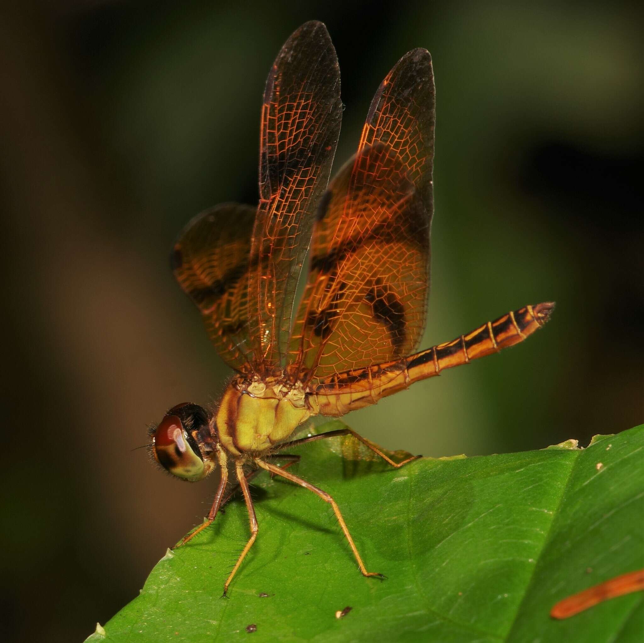 Imagem de Perithemis thais Kirby 1889