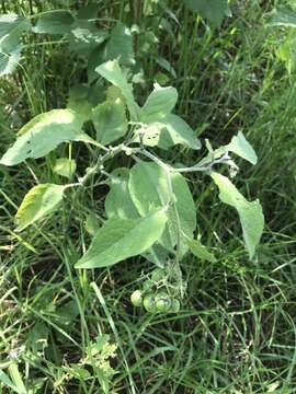 Image of ornamental nightshade