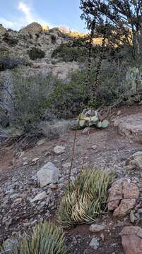 Image de Agave toumeyana var. toumeyana