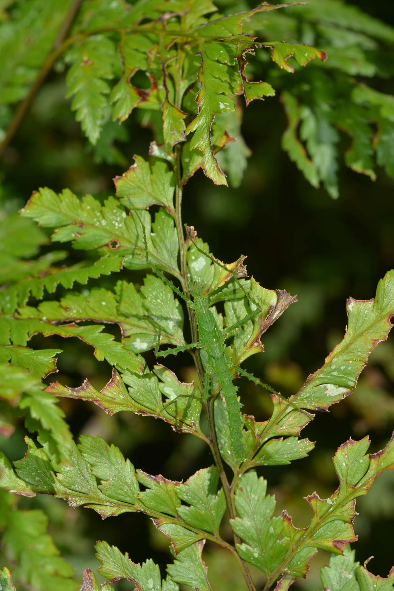 Image of Cnipsus rachis (Saussure 1868)