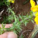 Image of Genista ulicina Spach