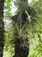 Tillandsia bartramii Elliott的圖片