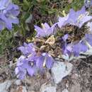 Campanula versicolor subsp. tenorei resmi