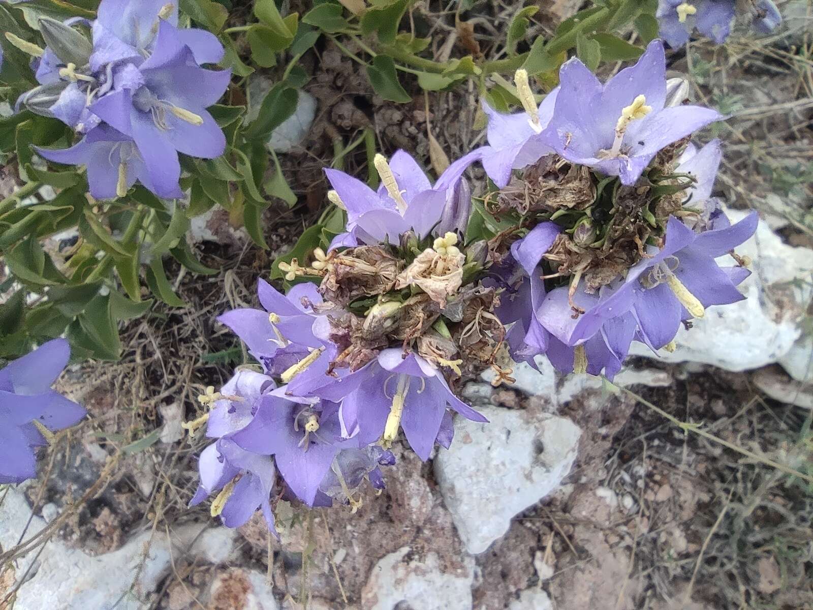 Campanula versicolor subsp. tenorei resmi