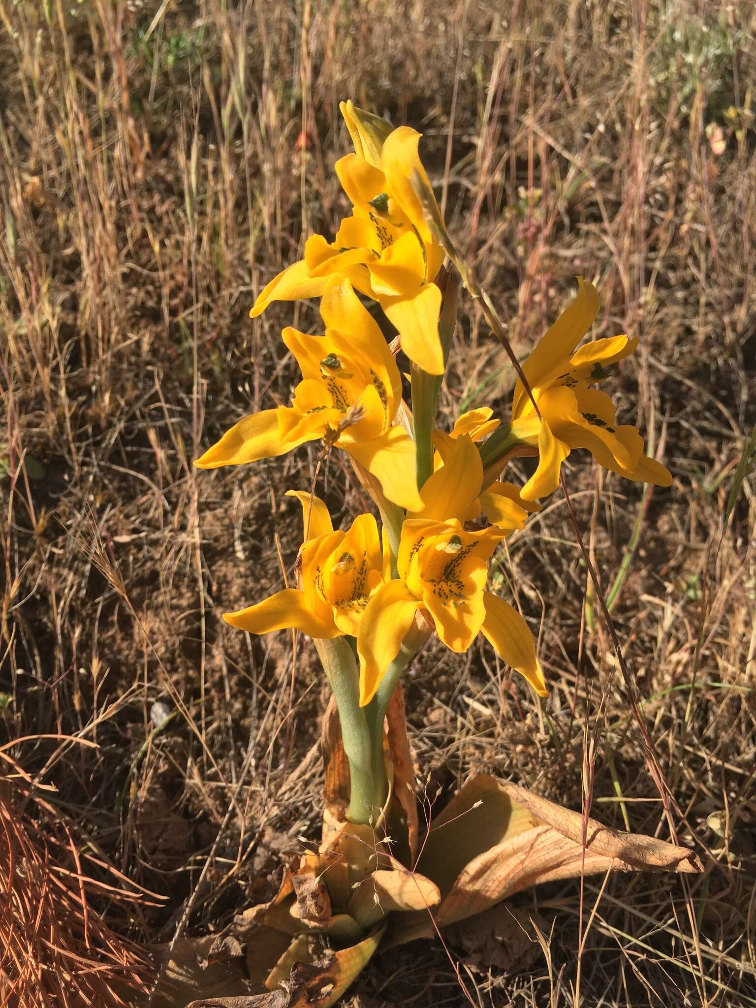 Image of Chloraea gavilu Lindl.