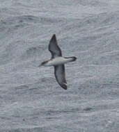 Image of Boyd's Shearwater