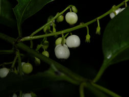 Image of West Indian milkberry