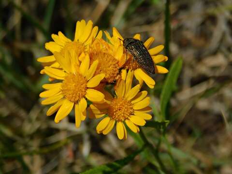 Слика од Acmaeodera cuprina Spinola 1838