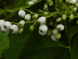 Image of West Indian milkberry