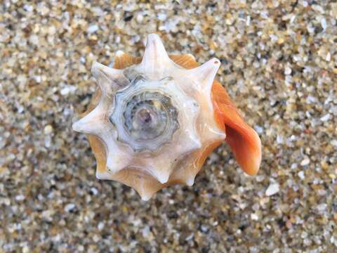 Image of West Indian fighting conch