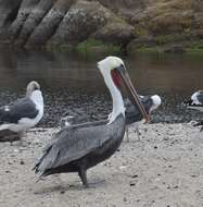 Image of California brown pelican