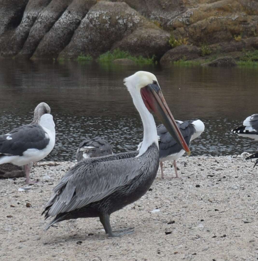 Image of California brown pelican