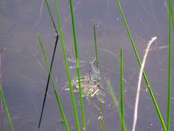 Image of Plateau Spreadwing