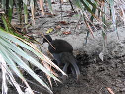 Image of lyrebirds