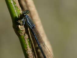 Image of Apanisagrion lais (Selys 1876)