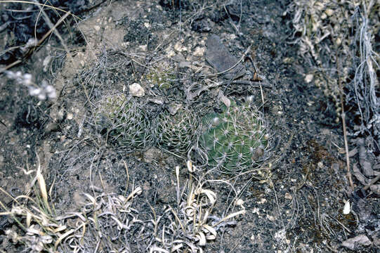 Image of Echinopsis backebergii subsp. backebergii