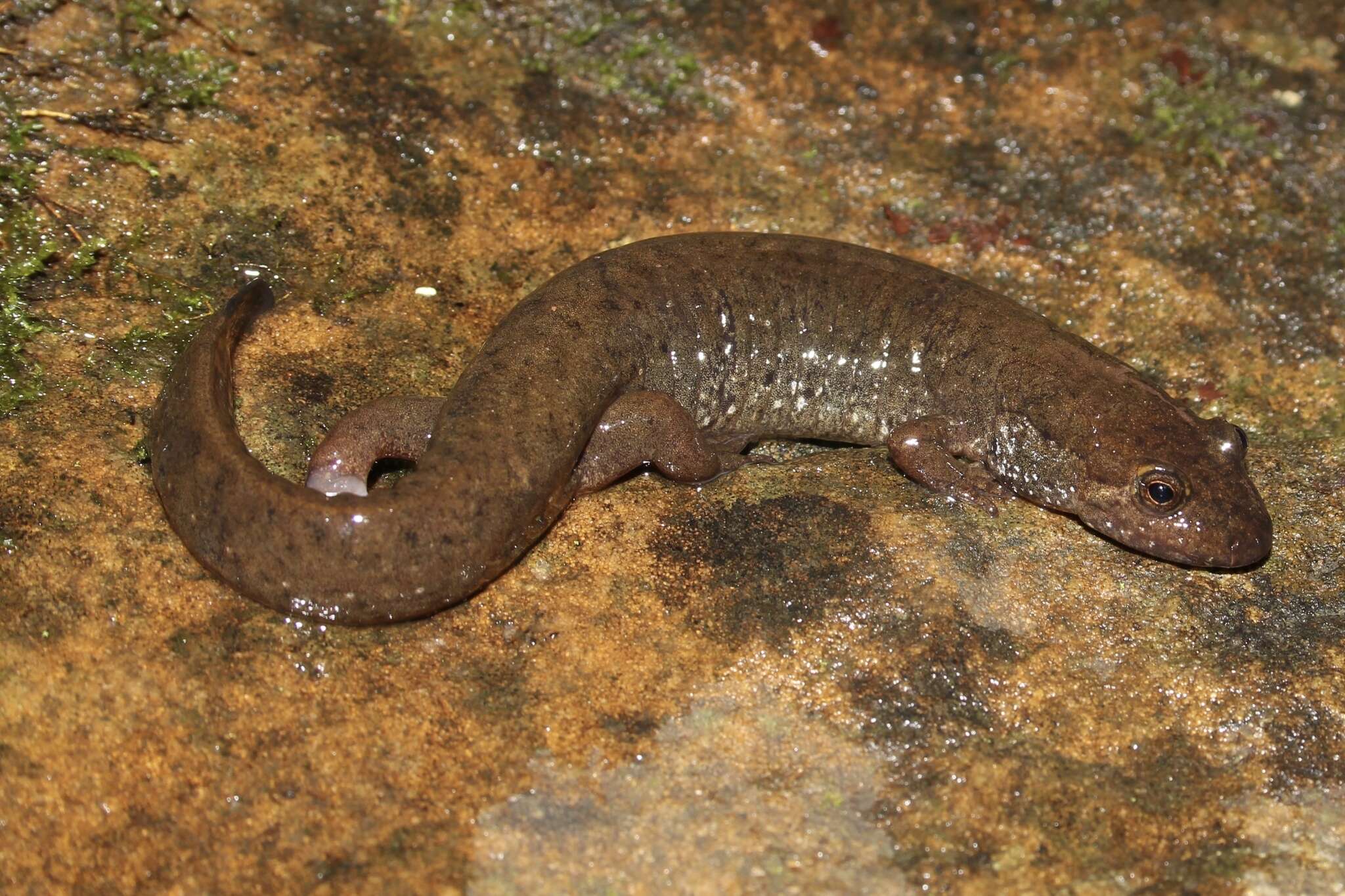 Image of Black mountain salamander