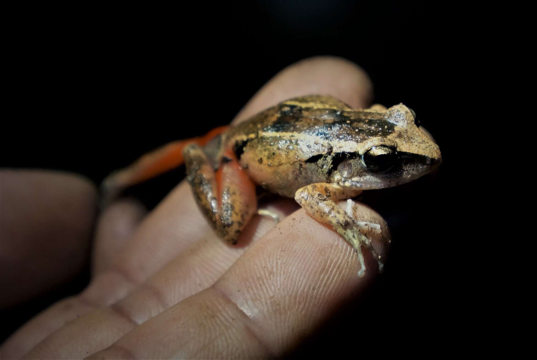 Image de Eleutherodactylus atkinsi Dunn 1925