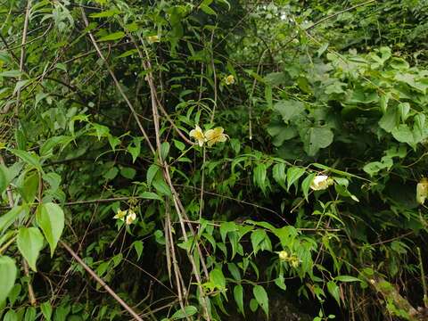 Image of Philadelphus mexicanus Schltdl.