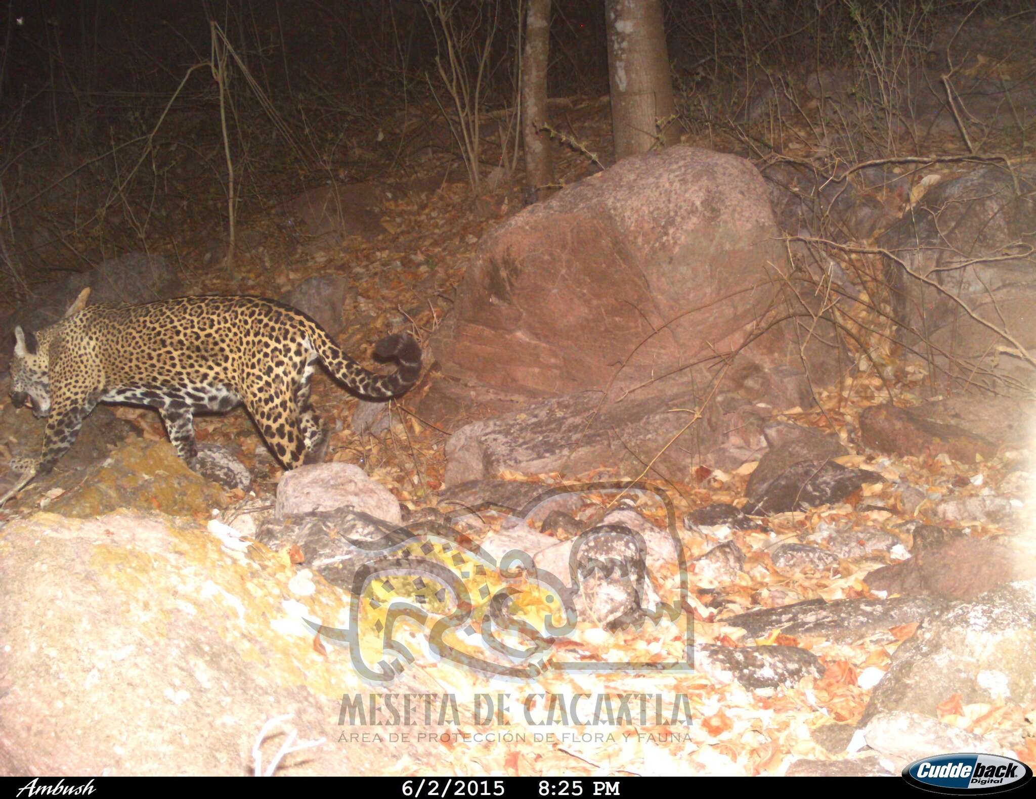 Image of Jaguar