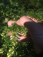 Image of western hemlock