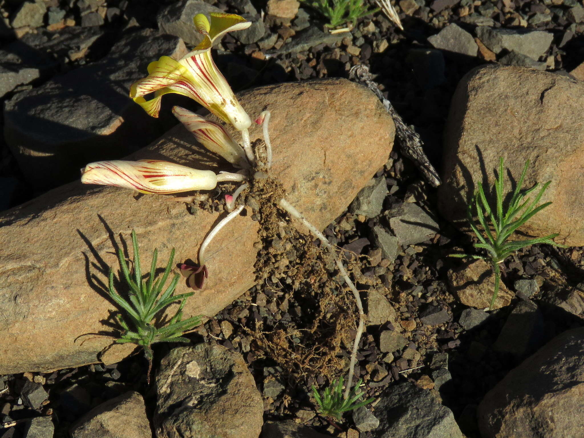 Sivun Oxalis grammopetala Sond. kuva