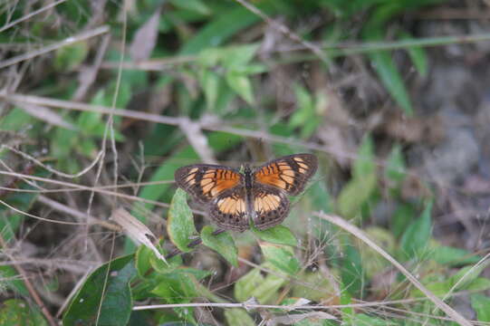 Image of <i>Junonia <i>sophia</i></i> sophia