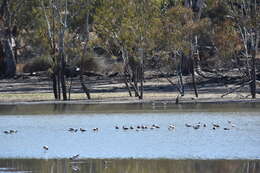 Image of Australian Red-necked Avocet