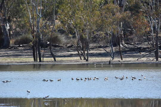 Image of Australian Red-necked Avocet