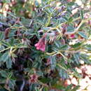 Image of Hermannia spinosa E. Mey.