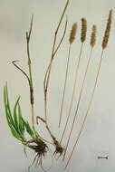 Phleum pratense subsp. nodosum (L.) Trabut的圖片